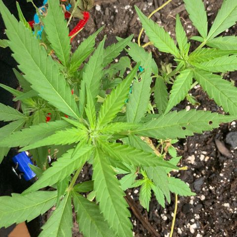 Gorilla Glue 2 7/25 growlog photo: 7a