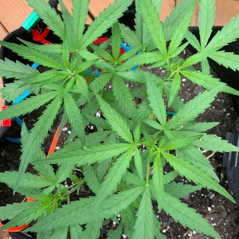 Bruce Banner 7/22 growlog photo: 1p