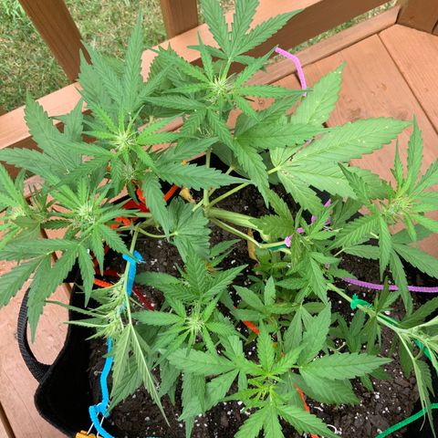 Gorilla Glue 1 7/23 growlog photo: 1p