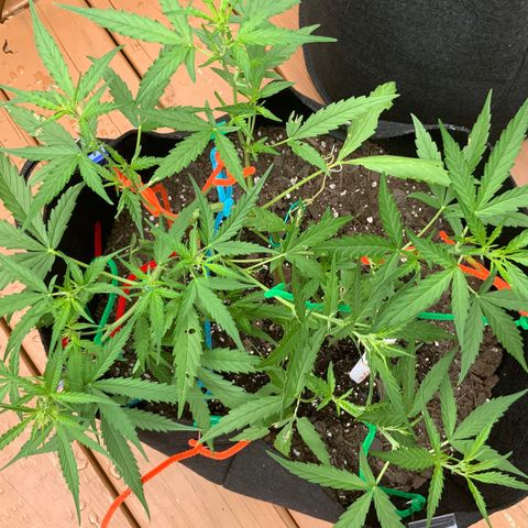 White Widow 7/25 growlog photo: 1p