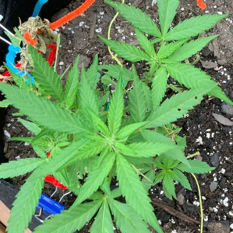 Gorilla Glue 2 7/25 growlog photo: 1p