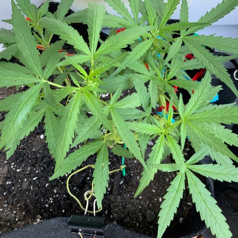 Bruce Banner 7/22 growlog photo: 8a