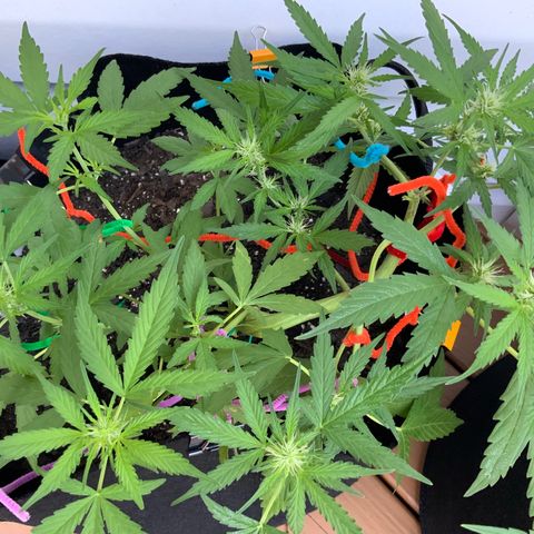 Gorilla Glue 1 7/23 growlog photo: 8a