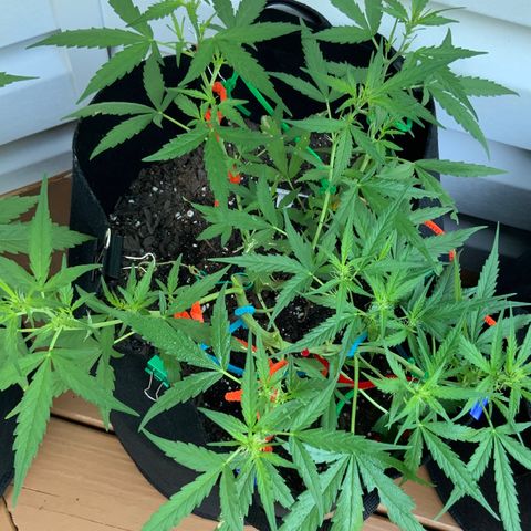 White Widow 7/25 growlog photo: 8a