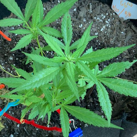 Gorilla Glue 2 7/25 growlog photo: 8q