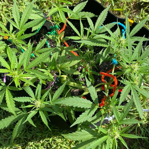 Gorilla Glue 1 7/23 growlog photo: 8a