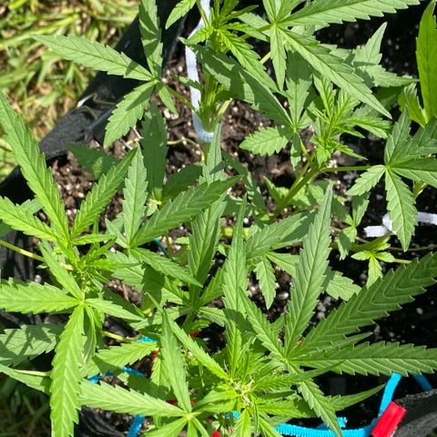 Bruce Banner 7/22 growlog photo: 8a