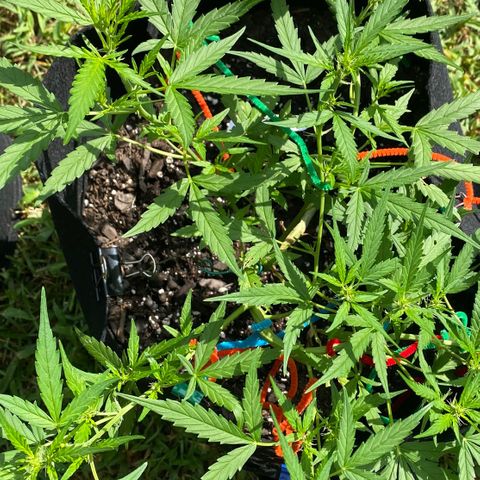 White Widow 7/25 growlog photo: 8a
