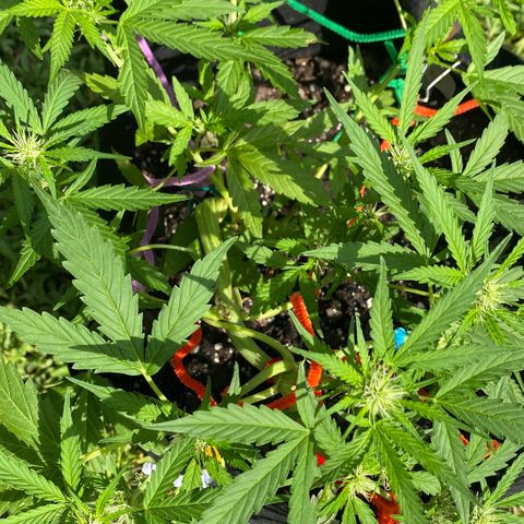 White Widow 7/25 growlog photo: 8a