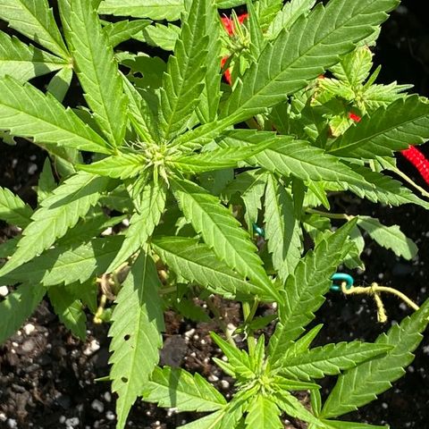 Gorilla Glue 2 7/25 growlog photo: 8a