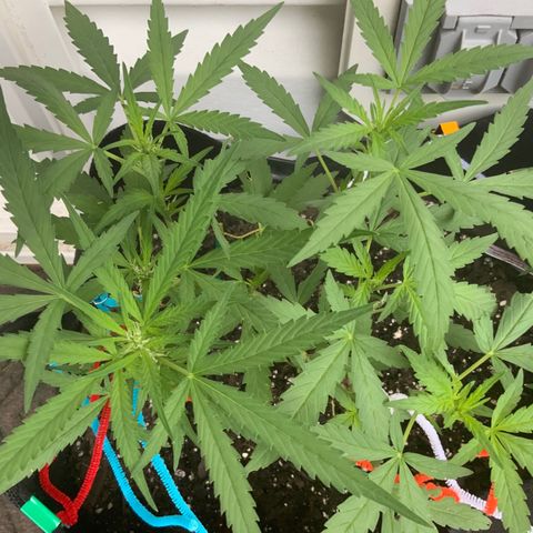Bruce Banner 7/22 growlog photo: 8a