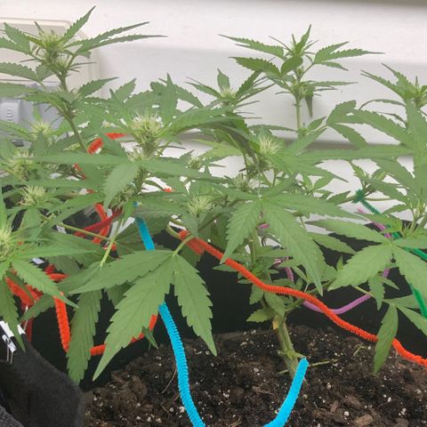 Gorilla Glue 1 7/23 growlog photo: 8a