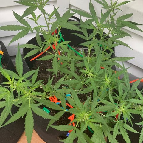 White Widow 7/25 growlog photo: 8a