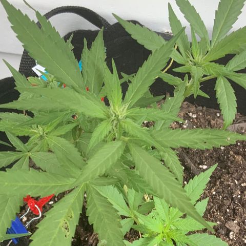 Gorilla Glue 2 7/25 growlog photo: 8a