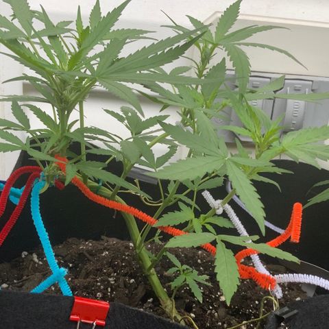 Bruce Banner 7/22 growlog photo: 8a