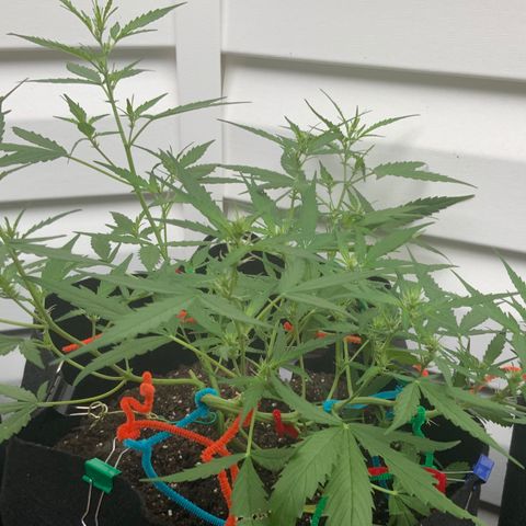 White Widow 7/25 growlog photo: 8a