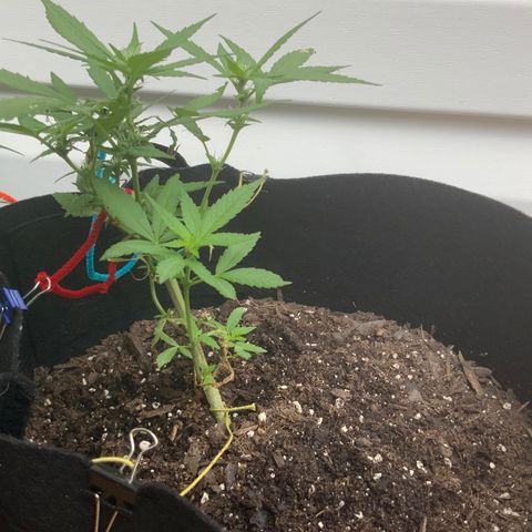 Gorilla Glue 2 7/25 growlog timeline photo
