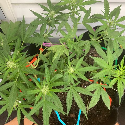 Gorilla Glue 1 7/23 growlog photo: 8a