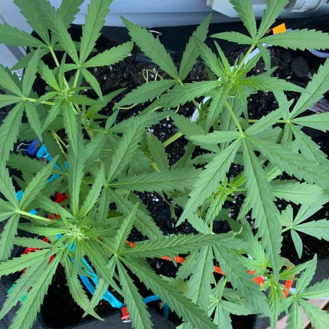 Bruce Banner 7/22 growlog photo: 8a