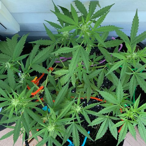 Gorilla Glue 1 7/23 growlog photo: 8a