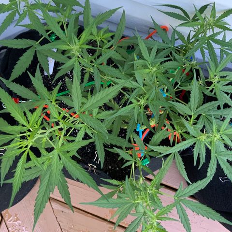 White Widow 7/25 growlog photo: 8a