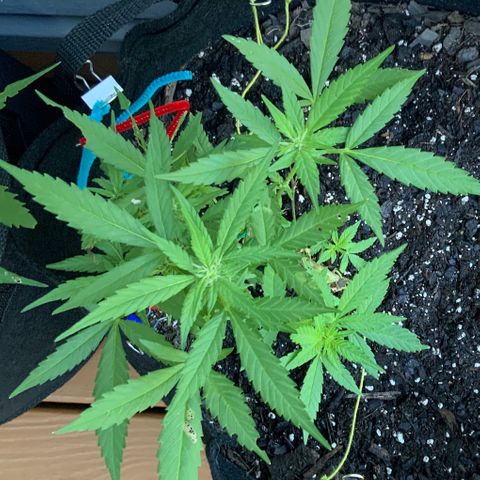 Gorilla Glue 2 7/25 growlog photo: 8a