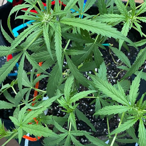 Bruce Banner 7/22 growlog photo: 7p