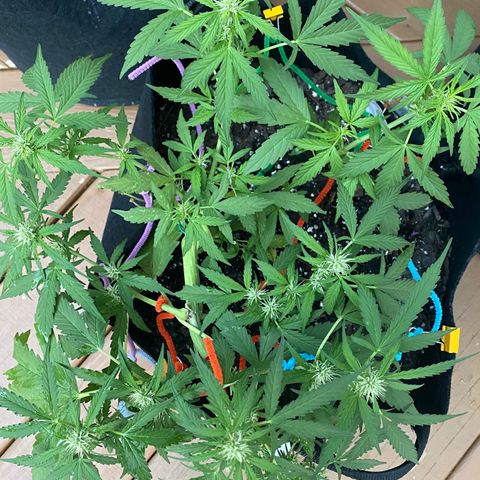 Gorilla Glue 1 7/23 growlog photo: 7p