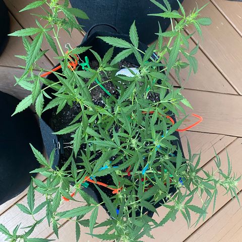 White Widow 7/25 growlog photo: 7p