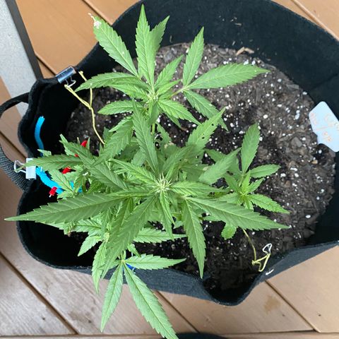 Gorilla Glue 2 7/25 growlog photo: 7p