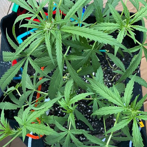Bruce Banner 7/22 growlog photo: 8a