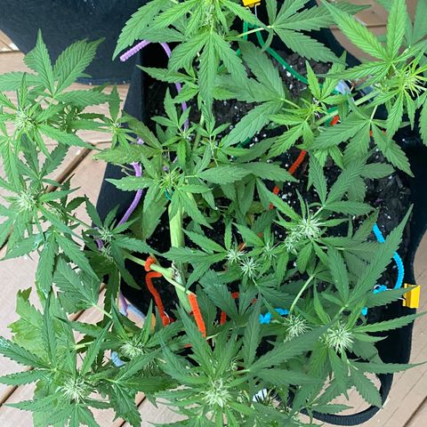 Gorilla Glue 1 7/23 growlog photo: 8a