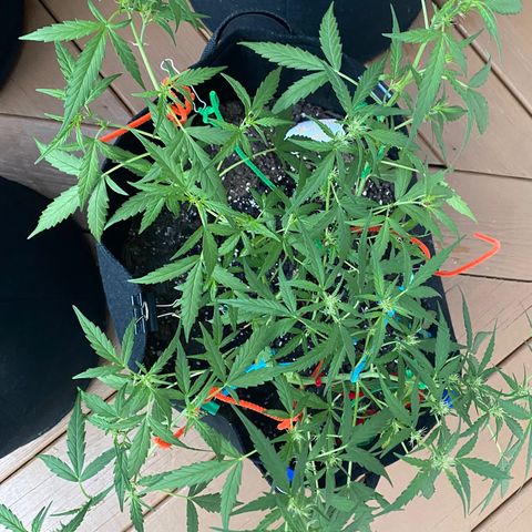 White Widow 7/25 growlog photo: 8a