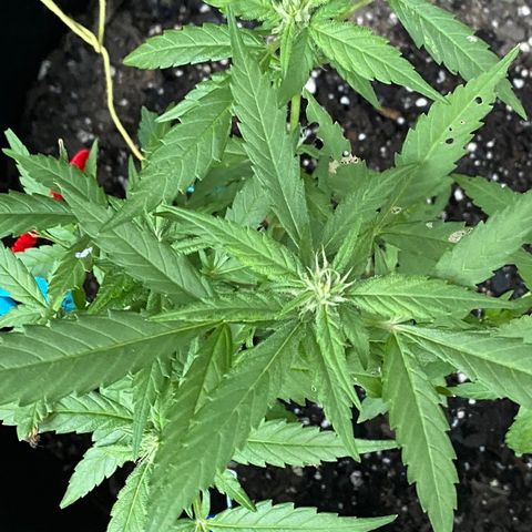 Gorilla Glue 2 7/25 growlog photo: 8a