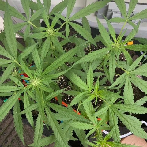 Bruce Banner 7/22 growlog photo: 9a