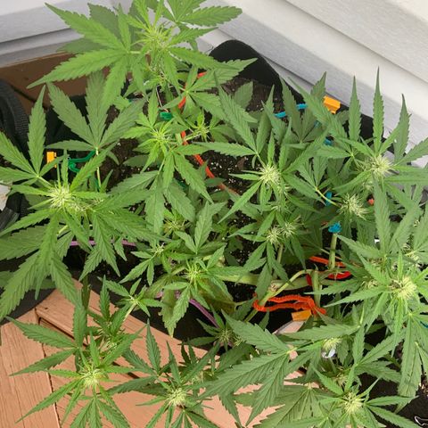Gorilla Glue 1 7/23 growlog photo: 9a