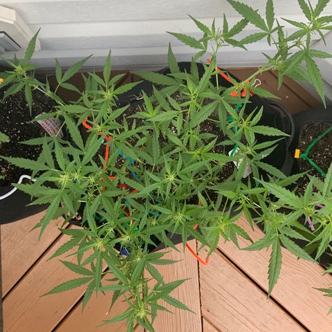 White Widow 7/25 growlog photo: 9a