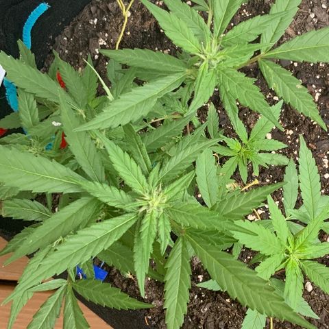 Gorilla Glue 2 7/25 growlog photo: 9a
