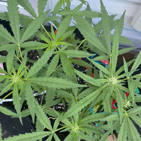 Bruce Banner 7/22 growlog photo: 9a