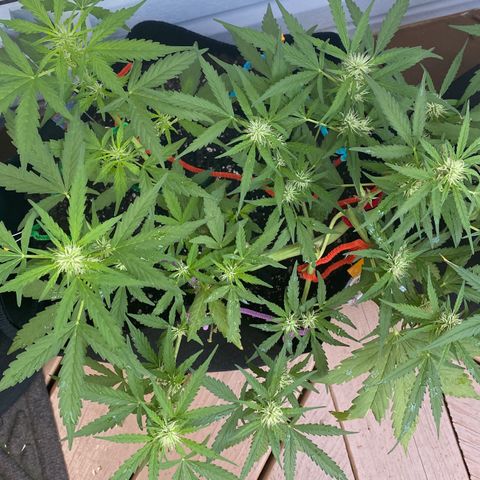 Gorilla Glue 1 7/23 growlog photo: 9a