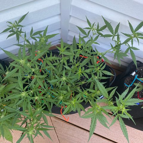White Widow 7/25 growlog photo: 9a