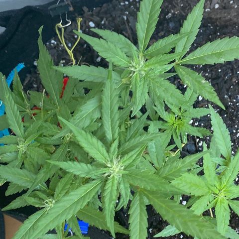 Gorilla Glue 2 7/25 growlog photo: 9a