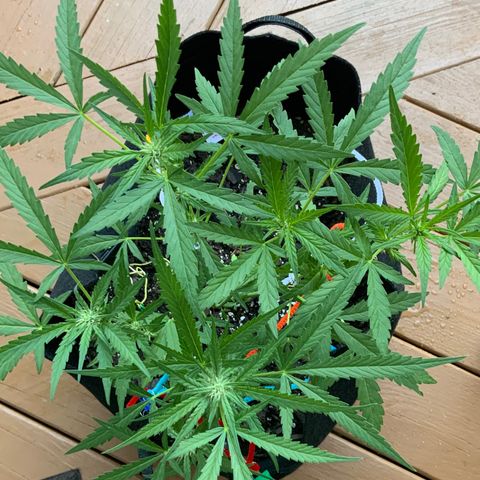 Bruce Banner 7/22 growlog photo: 8a
