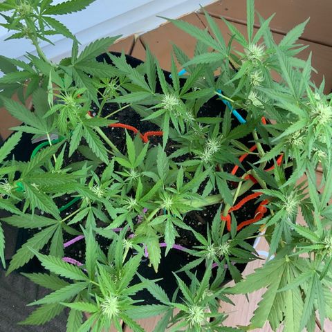 Gorilla Glue 1 7/23 growlog photo: 8a