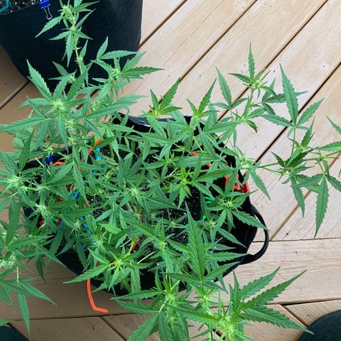 White Widow 7/25 growlog photo: 8a