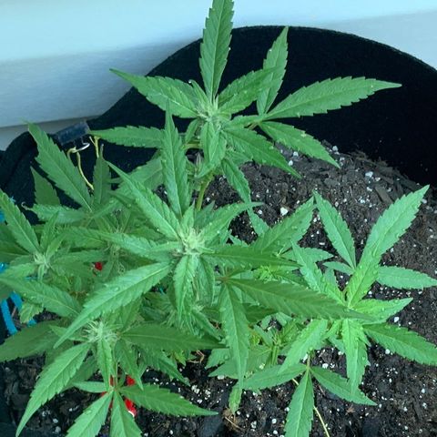 Gorilla Glue 2 7/25 growlog photo: 8a