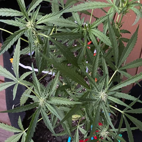 Bruce Banner 7/22 growlog photo: 7p