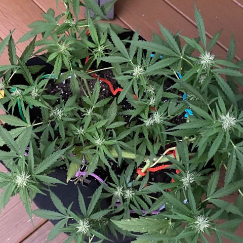 Gorilla Glue 1 7/23 growlog photo: 7p