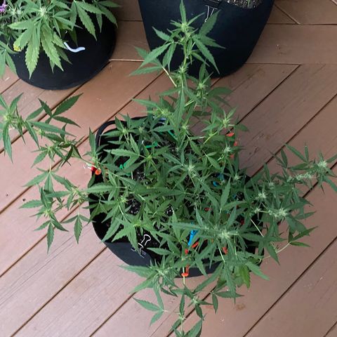 White Widow 7/25 growlog photo: 7p