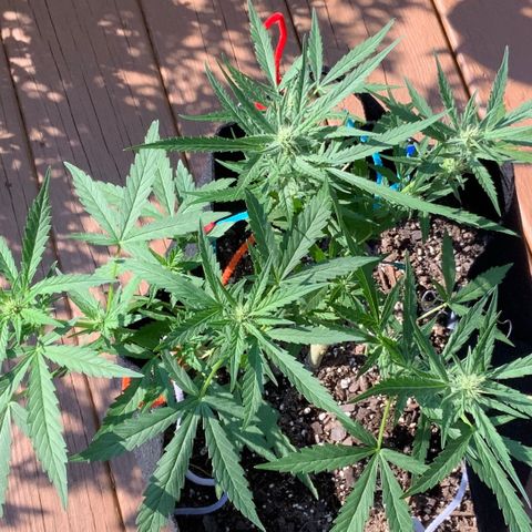 Bruce Banner 7/22 growlog photo: Wow, that structure and those Colas! I am a first time grower, killed 4 seedlings right after sprouting, then started over in July and attempted to FIM them but thought I messed that up.... But now, I feel like I might have lucked out with what should be great looking and yielding plants. 